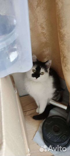 Найдена кошка