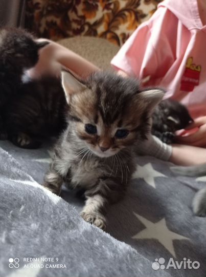 Шотландская кошка