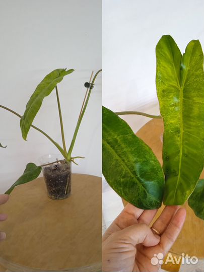 Филодендрон параисо верде