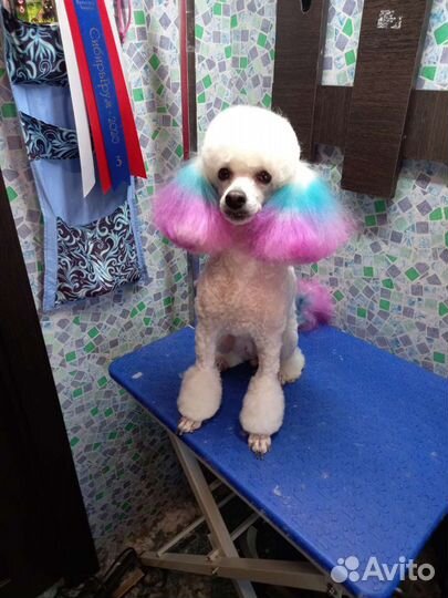 Стрижка собак и кошек