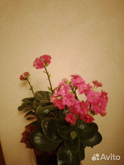Отростки Kalanchoe blossfeldiana
