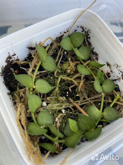 Дисхидия миллион сердец