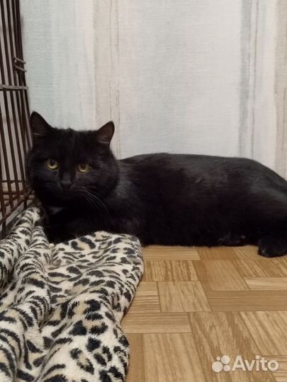 Котенок подросток