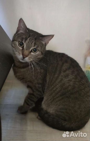 Стерилизованная молодая кошечка в добрые руки