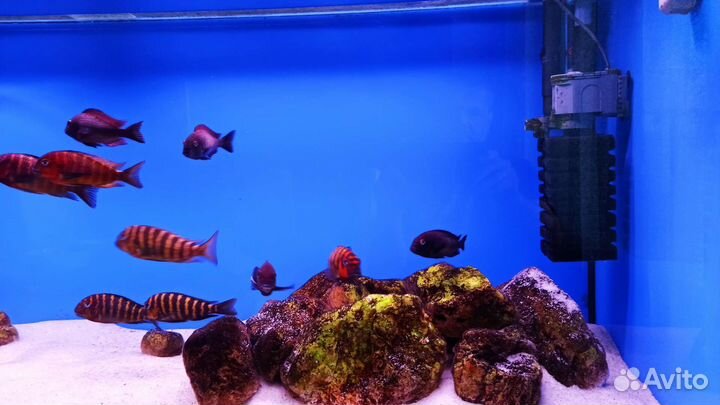 Аквариум 480 литров