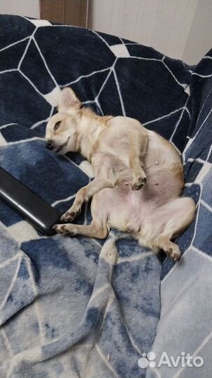 Отдам в добрые руки