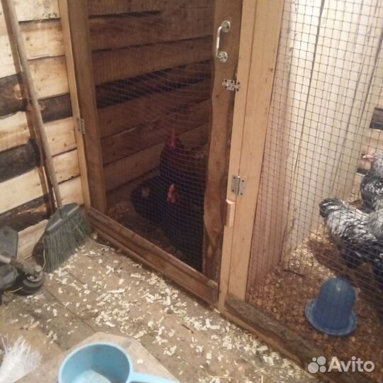 Инкубационное яйцо Породистых курочек