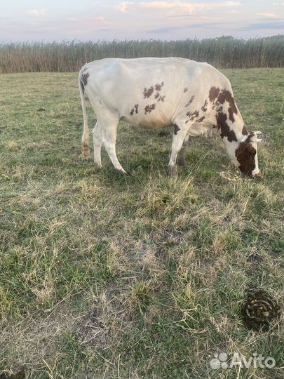 Коровы дойные молочные