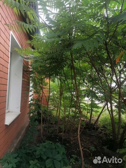 Сумах саженцы разные