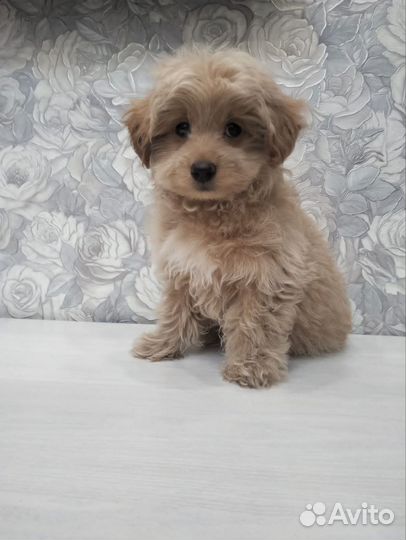 Мальтипу f1 мальчики и девочки