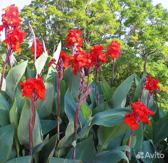 Клубни канны высокие