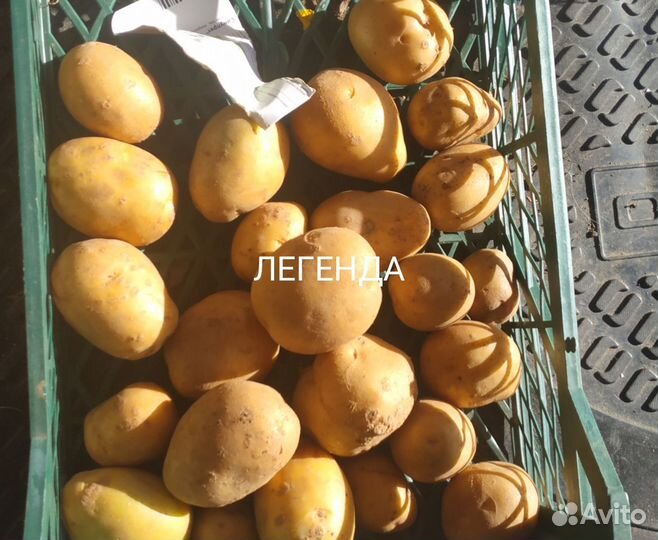 Продам картофель Сынок, Лапоть и др