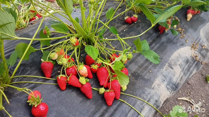 Рассада клубники Фриго; Кантус, Ания,Фурор,Мальга