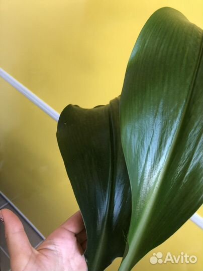 Эухарис амазонская лилия