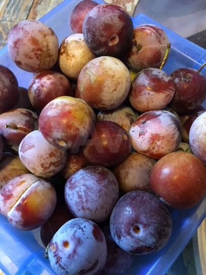 Участок 6,1 сот. (ИЖС)