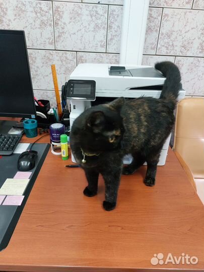 Кошка в добрые руки бесплатно