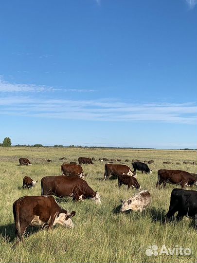 Телки, коровы