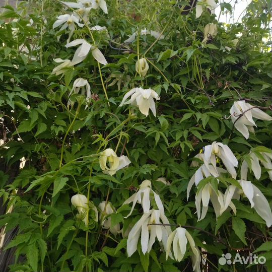 Клематис княжик саженец