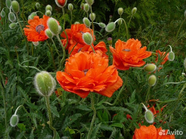 Цветы многолетние