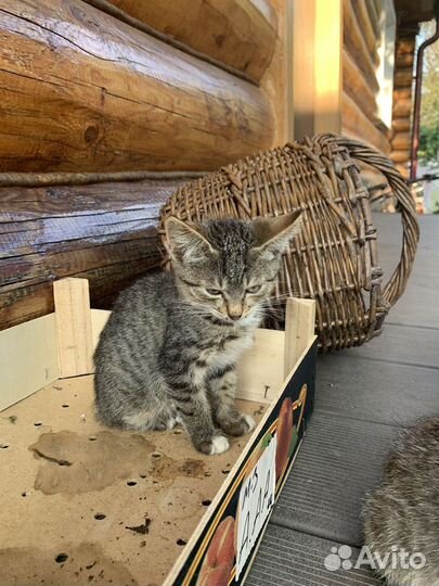 Котята в добрые руки бесплатно