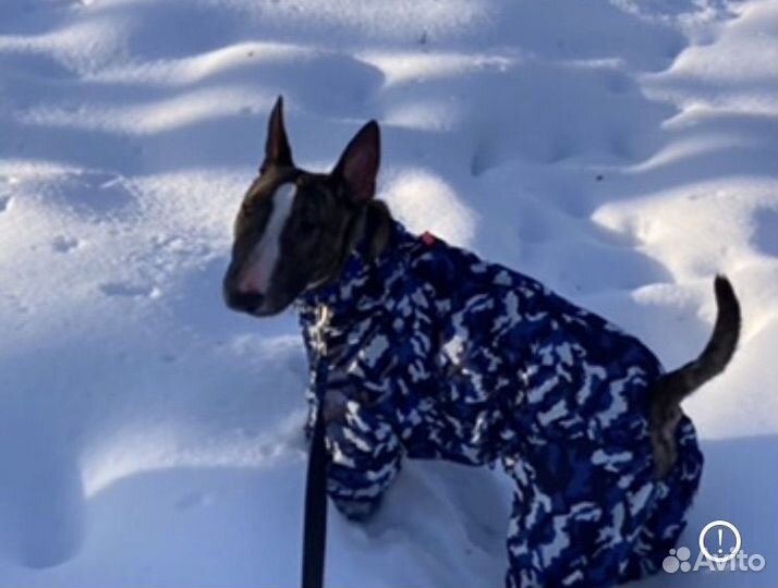 Зимний комбинезон For my dog