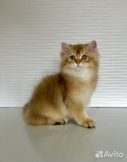 Британские котята