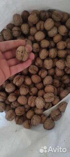 Саженцы грецкого ореха идеал