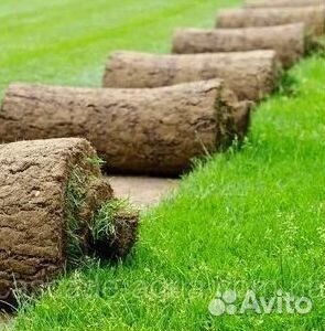 Продажа Рулонного газона