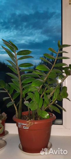 Замиокулькас