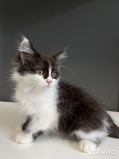 Котенок девочка в добрые руки 2 месяца