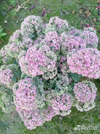 Злаки, очитки, молодило