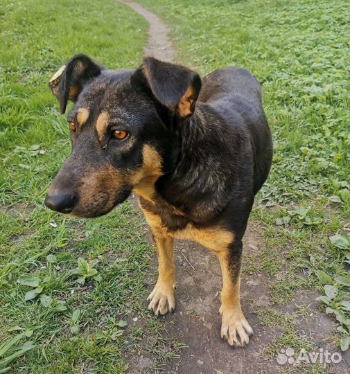 Собака в добрые руки