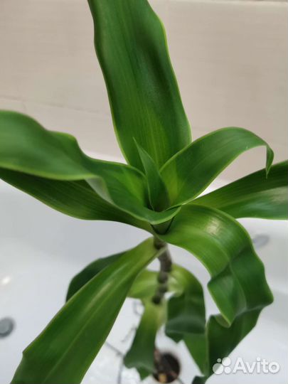 Цветок Золотой Ус