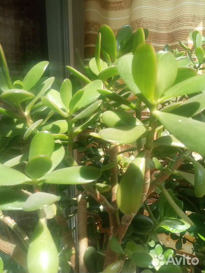 Крассула толстянка