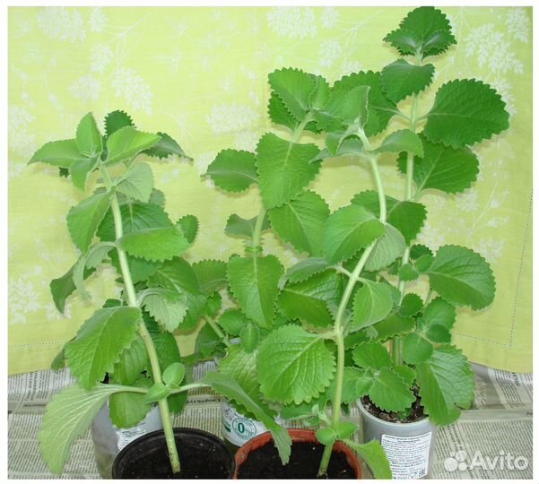 Лимонная мята