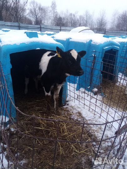 Телята бычки