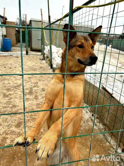 Собака в добрые руки из приюта бесплатно