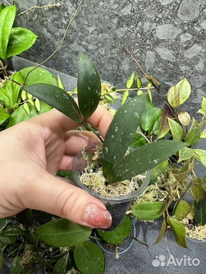 Хойя,часть 3