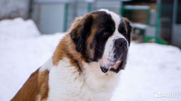 Сенбернары