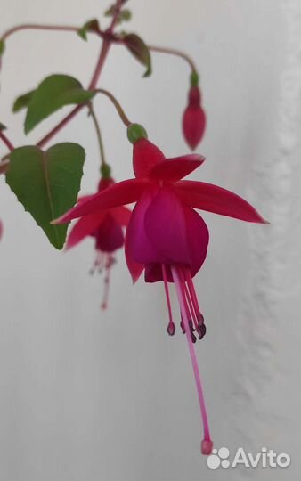 Фуксии в ассортименте