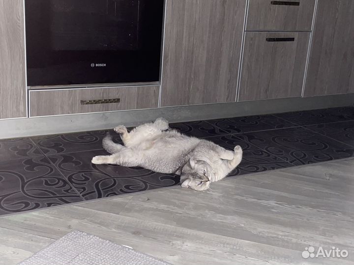 Британские котята