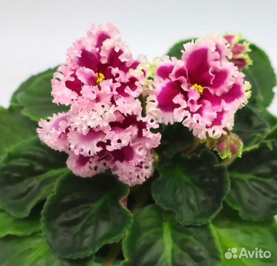 Детки и укорененные листики сортовых фиалок