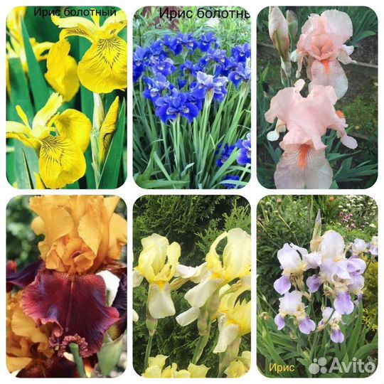 Многолетние цветы