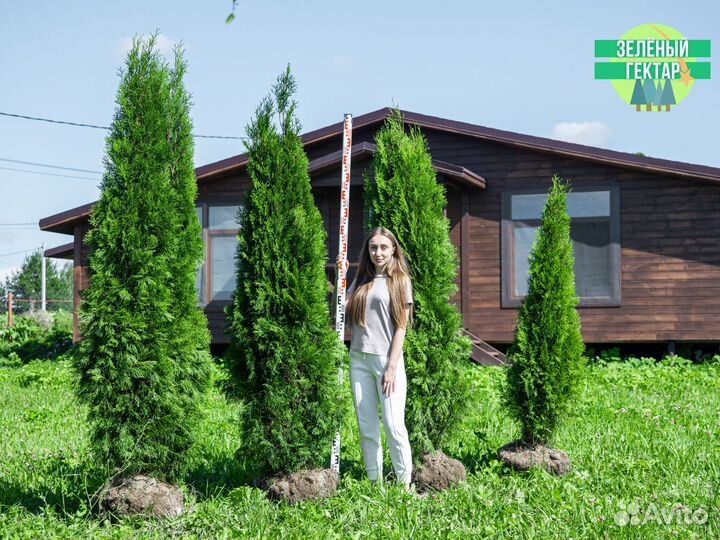 Туи смарагд 200 см свежая копка 2023