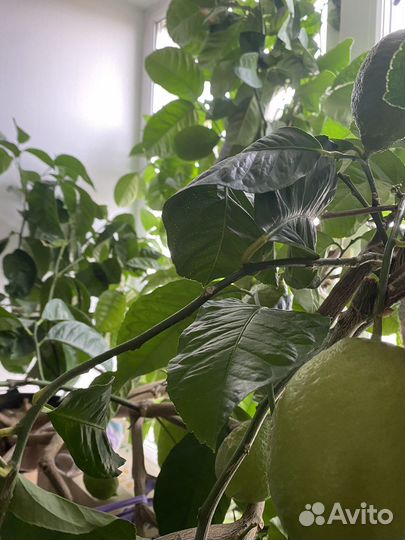 Лимонное дерево с плодами