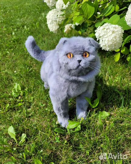 Кот британец игрушка