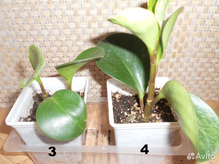 Пеперомия вариегатная, укорененные черенки