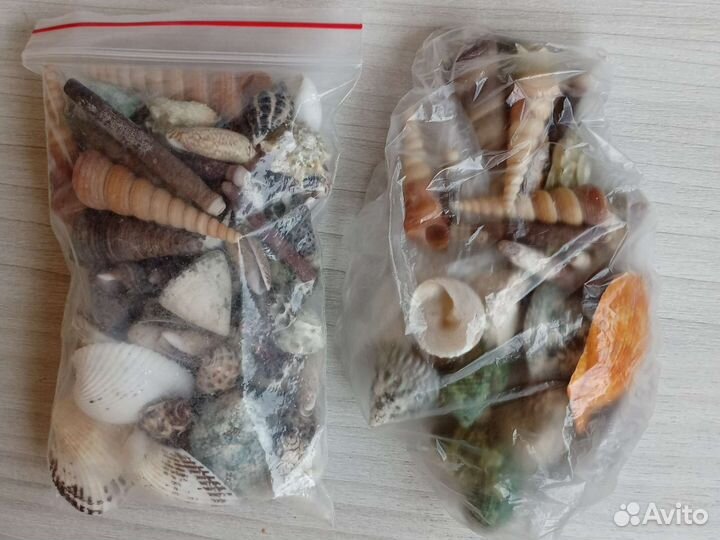 Набор ракушек для сенсорных коробок и тд