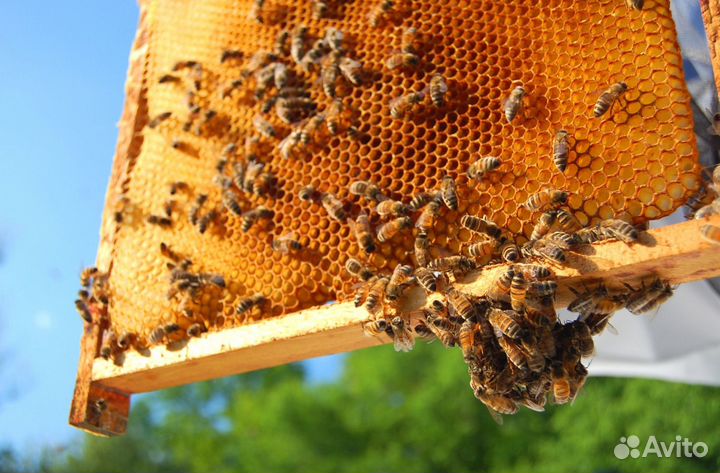 Мёд натуральный алтайский оптом