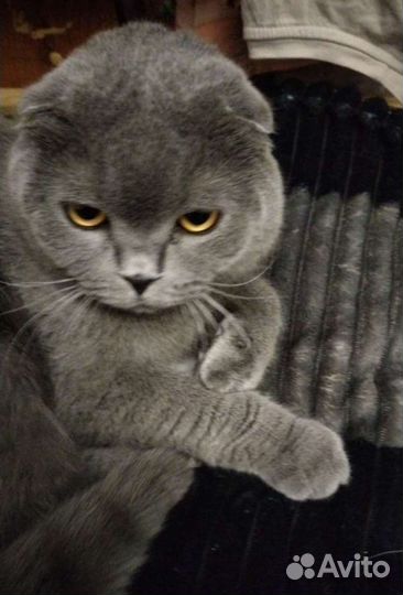 Британский вислоухий, кот бесплатно